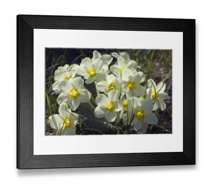 Framed Print : Europe, Norway Framed Print : Europe, Norway
