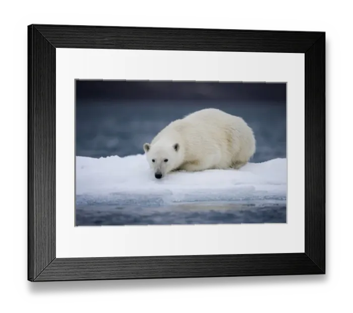 Framed Print : Norway, Svalbard, Polar Bear (Ursus maritimus) resting on iceberg after swimming Framed Print : Norway, Svalbard, Polar Bear (Ursus maritimus) resting on iceberg after swimming