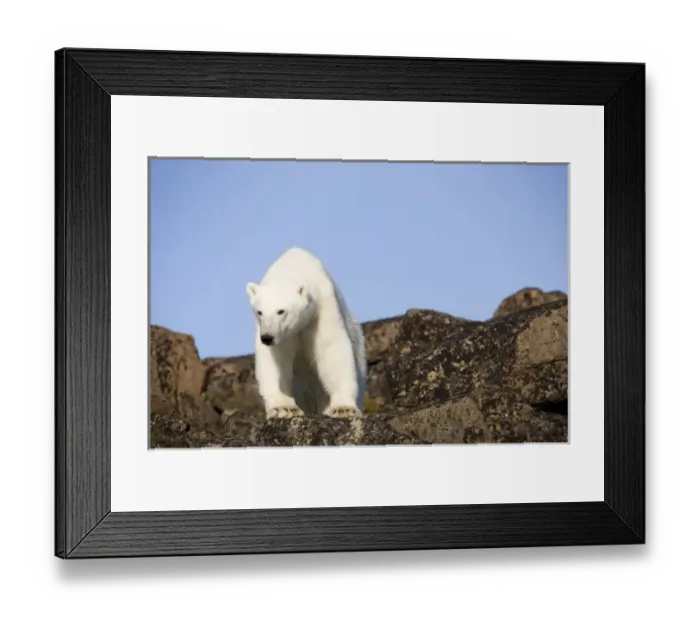 Framed Print : Norway, Svalbard, Edgeoya Island, Polar Bear (Ursus maritimus) standing on basalt Framed Print : Norway, Svalbard, Edgeoya Island, Polar Bear (Ursus maritimus) standing on basalt