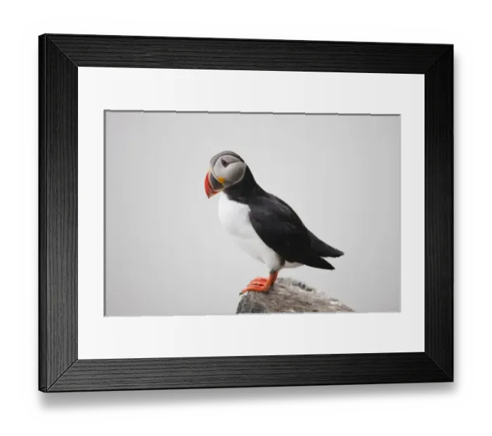 Framed Print : Norway, Svalbard, Nordaustlandet, Atlantic Puffin (Fratercula arctica) standing Framed Print : Norway, Svalbard, Nordaustlandet, Atlantic Puffin (Fratercula arctica) standing