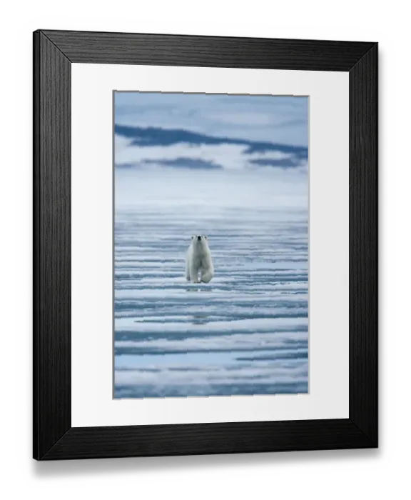 Framed Print : Norway, Svalbard, Nordaustlandet, Polar Bear (Ursus maritimus) walking on fjord ice Framed Print : Norway, Svalbard, Nordaustlandet, Polar Bear (Ursus maritimus) walking on fjord ice