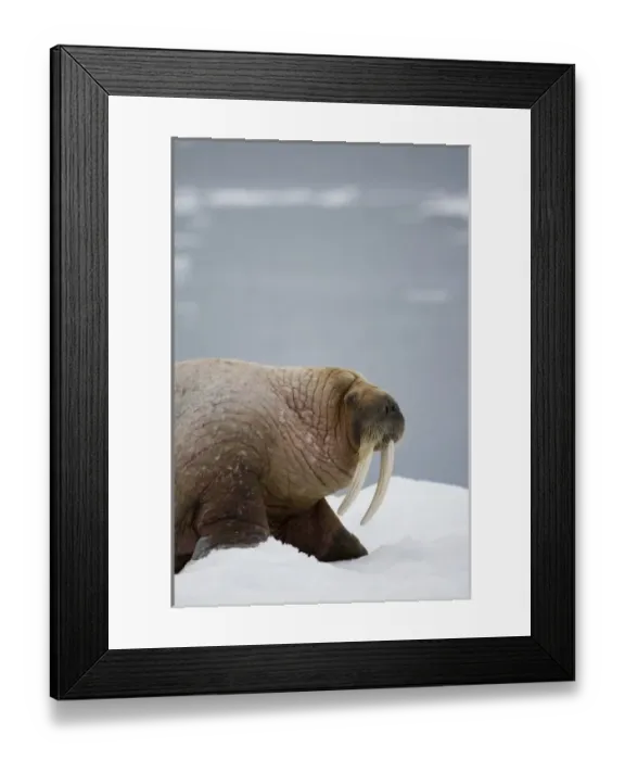 Framed Print : Norway, Svalbard, Edgeoya Island, Walrus (Odobenus rosmarus) resting on iceberg in Framed Print : Norway, Svalbard, Edgeoya Island, Walrus (Odobenus rosmarus) resting on iceberg in