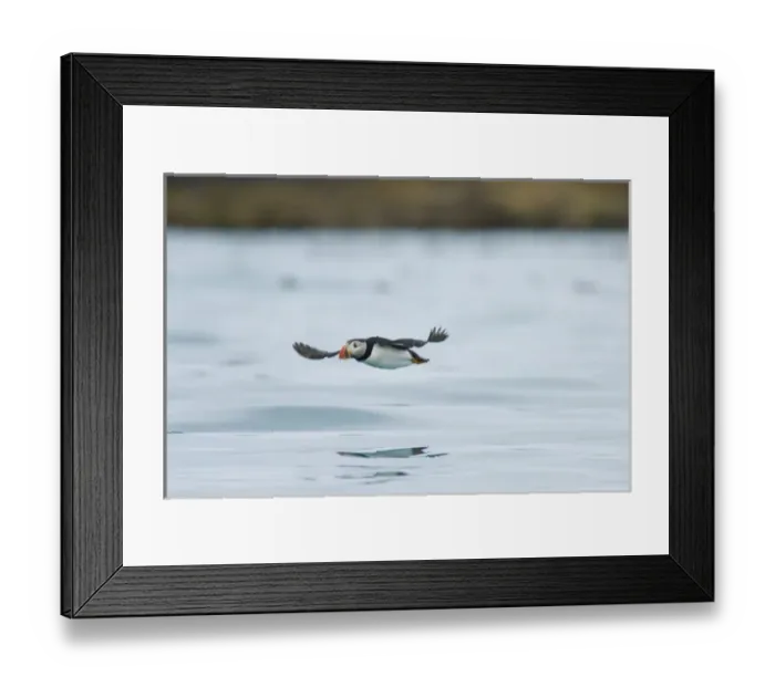 Framed Print : Europe, Norway, VesterAalen. Atlantic Puffin (Fratercula arctica) Framed Print : Europe, Norway, VesterAalen. Atlantic Puffin (Fratercula arctica)