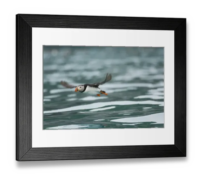 Framed Print : Europe, Norway, VesterAalen. Atlantic Puffin (Fratercula arctica)