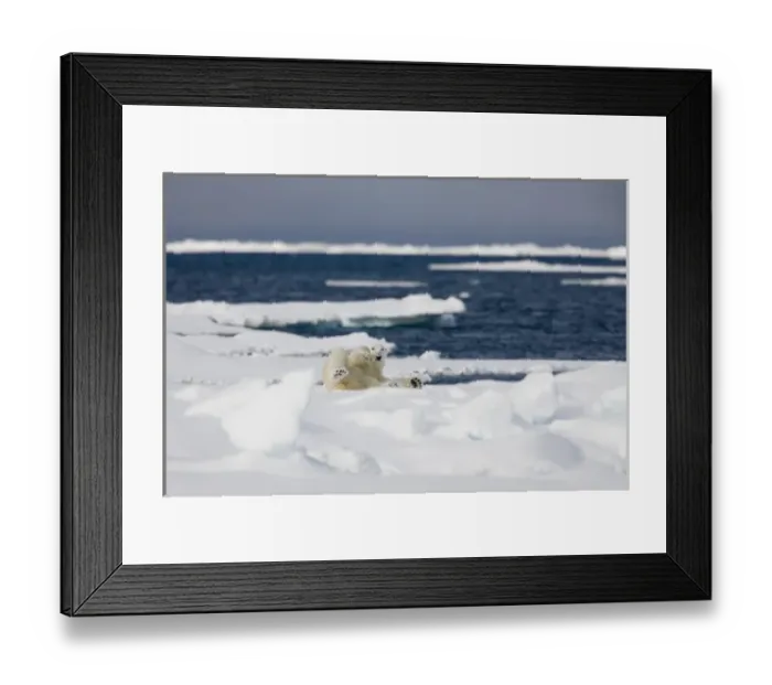 Framed Print : Norway, Svalbard, Spitsbergen Island, Polar Bear (Ursus maritimus) rolls onto back Framed Print : Norway, Svalbard, Spitsbergen Island, Polar Bear (Ursus maritimus) rolls onto back