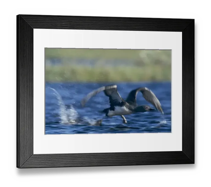 Framed Print : Red-throated Loon, Gavia stellata, adult taking off, Kongsfjord, Norway Framed Print : Red-throated Loon, Gavia stellata, adult taking off, Kongsfjord, Norway