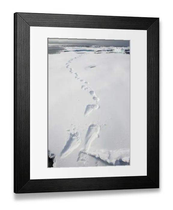 Framed Print : Norway, Svalbard, Spitsbergen Island, Tracks in snow from Polar Bear (Ursus maritimus)