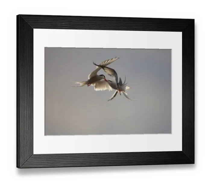 Framed Print : Norway, Svalbard, Longyearbyen, Arctic Terns (Sterna paradisaea) fighting while in Framed Print : Norway, Svalbard, Longyearbyen, Arctic Terns (Sterna paradisaea) fighting while in