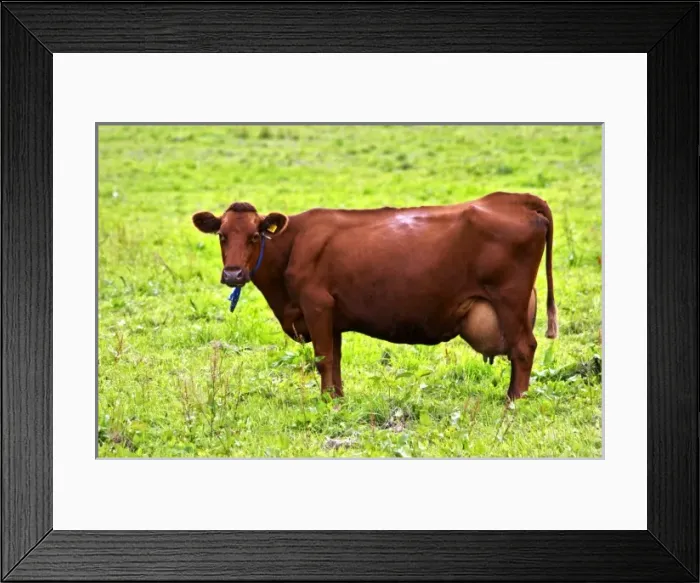 Framed Print : Europe, Sweden