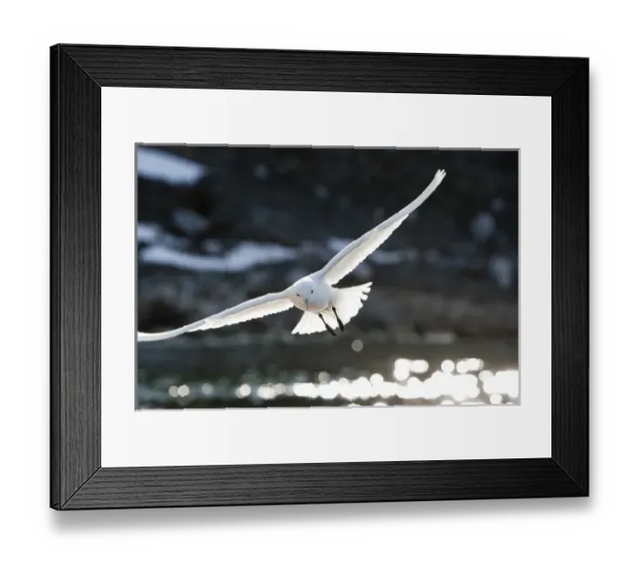 Framed Print : Norway, Svalbard, Spitsbergen Island, Ivory Gull (Pagophila eburnea) gliding on wind Framed Print : Norway, Svalbard, Spitsbergen Island, Ivory Gull (Pagophila eburnea) gliding on wind