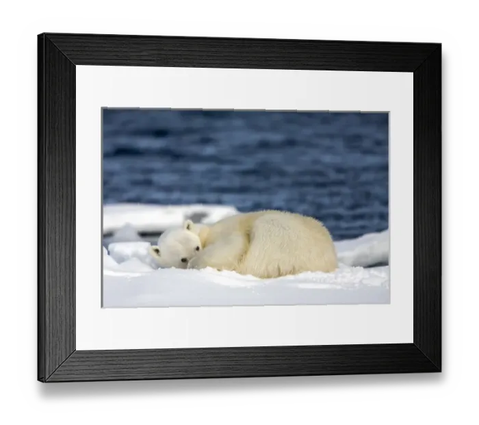 Framed Print : Norway, Svalbard, Spitsbergen Island, Polar Bear (Ursus maritimus) resting on snow-covered