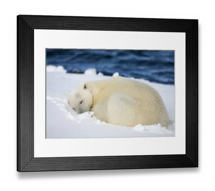 Framed Print : Norway, Svalbard, Spitsbergen Island, Polar Bear (Ursus maritimus) curls up to sleep