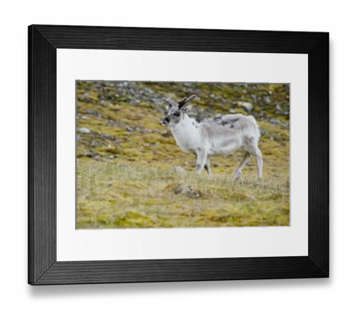 Framed Print : Europe, Norway Framed Print : Europe, Norway