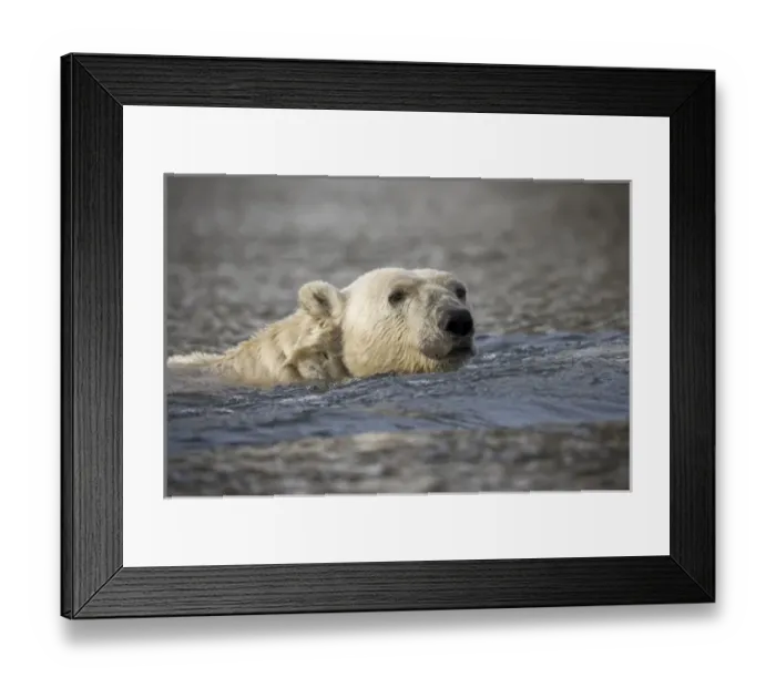 Framed Print : Norway, Svalbard, Spitsbergen Island, Polar Bear (Ursus maritimus) swimming across Framed Print : Norway, Svalbard, Spitsbergen Island, Polar Bear (Ursus maritimus) swimming across