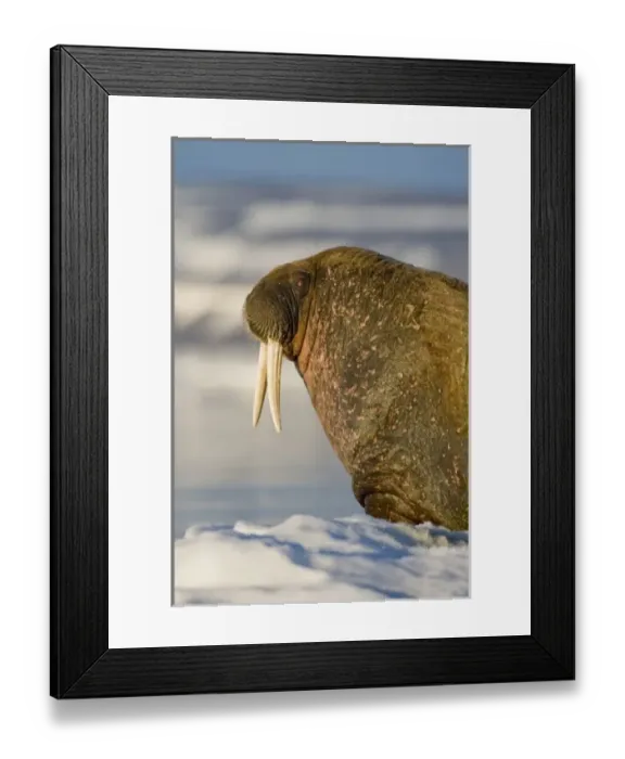 Framed Print : Norway, Svalbard, Edgeoya Island, Walrus (Odobenus rosmarus) on sea ice near Kapp
