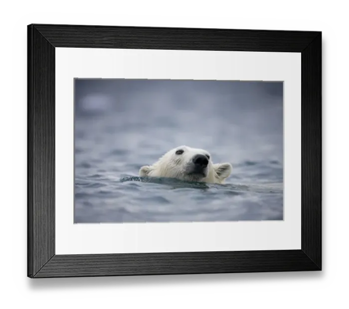 Framed Print : Norway, Svalbard, Polar Bear (Ursus maritimus) swimming near Half Moon Island