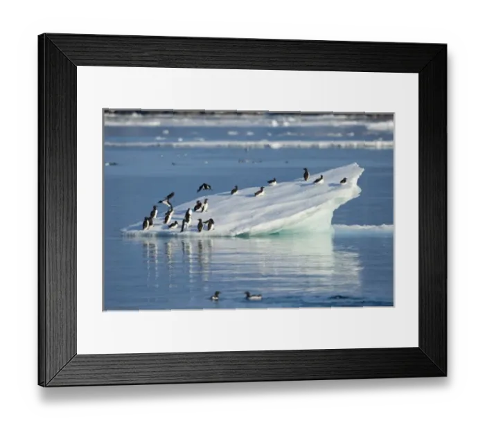 Framed Print : Norway, Svalbard, Brunnichs Guillemot (Uria lomvia) gathering on melting iceberg