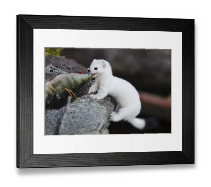 Framed Print : Sweden, Jamtland. Short-tailed weasel or Ermine (Mustela erminea) feeding on a perch