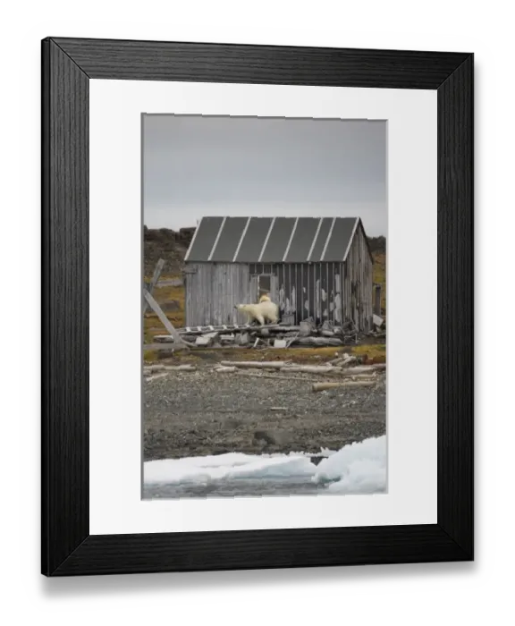 Framed Print : Norway, Svalbard, Polar Bear (Ursus maritimus) walking around outside of trapper s Framed Print : Norway, Svalbard, Polar Bear (Ursus maritimus) walking around outside of trapper s