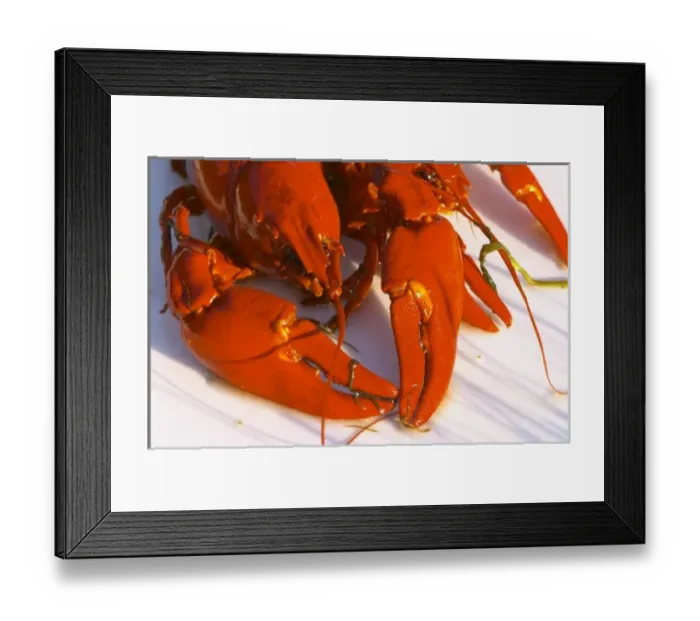 Framed Print : Detail of crayfish with head and claws. Smaland region. Sweden, Europe