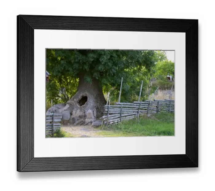 Framed Print : The hollow tree where the children could hide. The original location where Astrid
