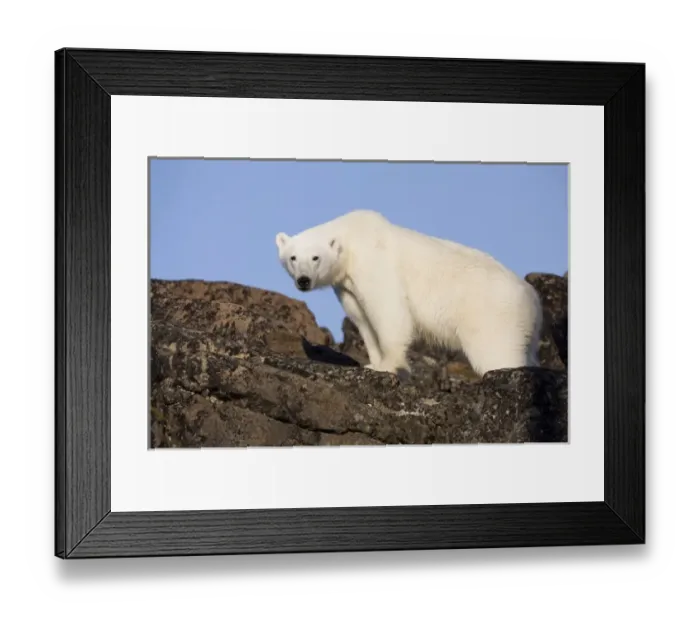 Framed Print : Norway, Svalbard, Edgeoya Island, Polar Bear (Ursus maritimus) standing on basalt