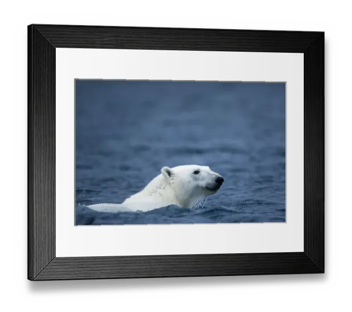 Framed Print : Norway, Svalbard, Polar Bear (Ursus maritimus) swimming in sea near Phippsoya Island