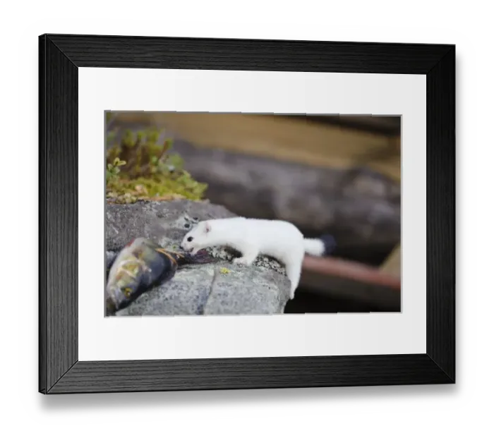 Framed Print : Sweden, Jamtland. Short-tailed weasel or Ermine (Mustela erminea) feeding on a perch Framed Print : Sweden, Jamtland. Short-tailed weasel or Ermine (Mustela erminea) feeding on a perch