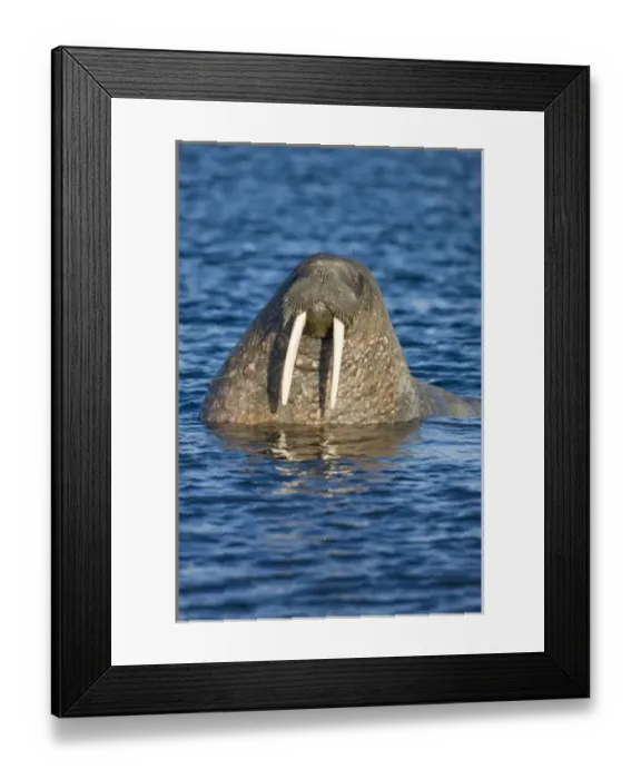 Framed Print : Norway, Svalbard, Tiholmane Islands, Walrus (Odobenus rosmarus) swimming toward shore Framed Print : Norway, Svalbard, Tiholmane Islands, Walrus (Odobenus rosmarus) swimming toward shore