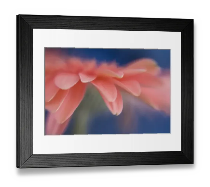 Framed Print : USA, Maine, Harpswell. Close-up abstract of pink gerbera flower