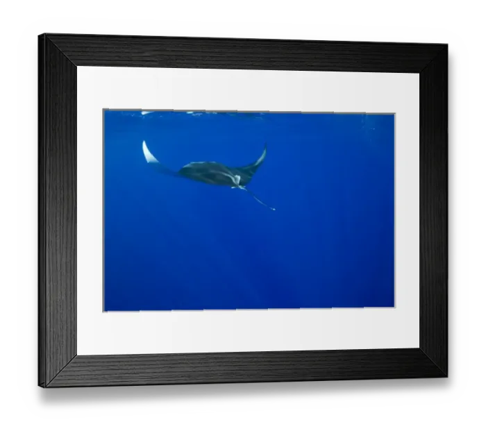 Framed Print : USA, Hawaii, Big Island, Underwater view of Manta Ray (Manta birostris) swimming