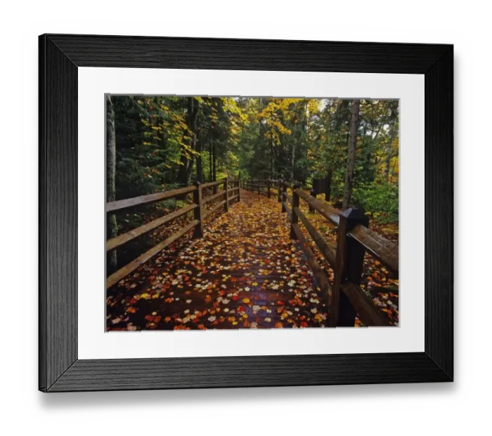 Framed Print : Maple leaves cover boardwalk at Tahquamenon Falls State Park, Michigan, USA Framed Print : Maple leaves cover boardwalk at Tahquamenon Falls State Park, Michigan, USA