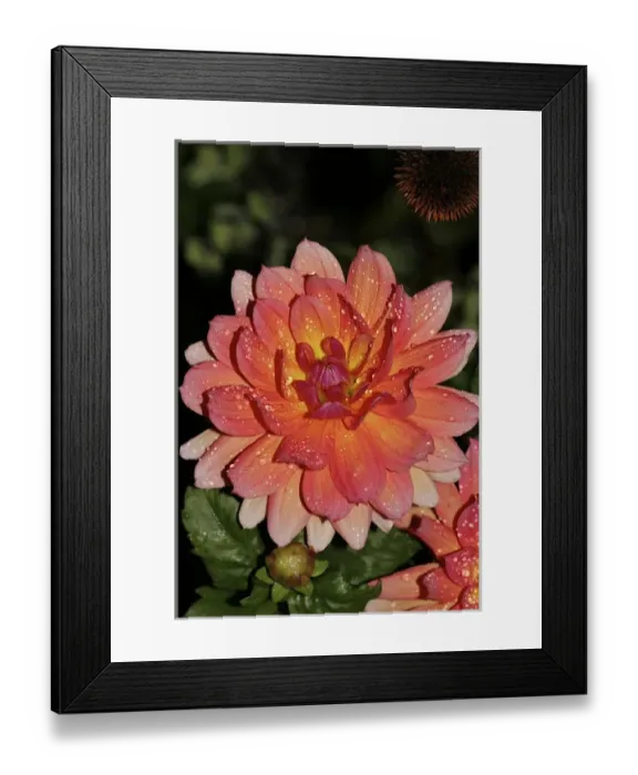 Framed Print : USA, Massachusetts, Shelburne Falls. A flower on Shelburnes Bridge of Flowers Framed Print : USA, Massachusetts, Shelburne Falls. A flower on Shelburnes Bridge of Flowers