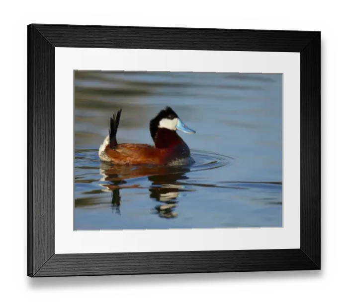 Framed Print : Displaying Male Ruddy duck on bird viewing preserve in Henderson, Nevada, just outside of Las Vegas