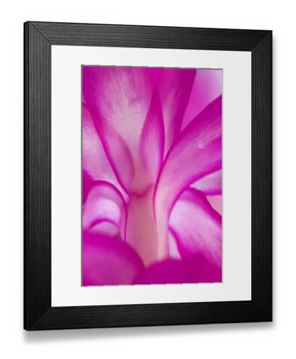 Framed Print : USA, Georgia, Close up of a Christmas cactus Framed Print : USA, Georgia, Close up of a Christmas cactus