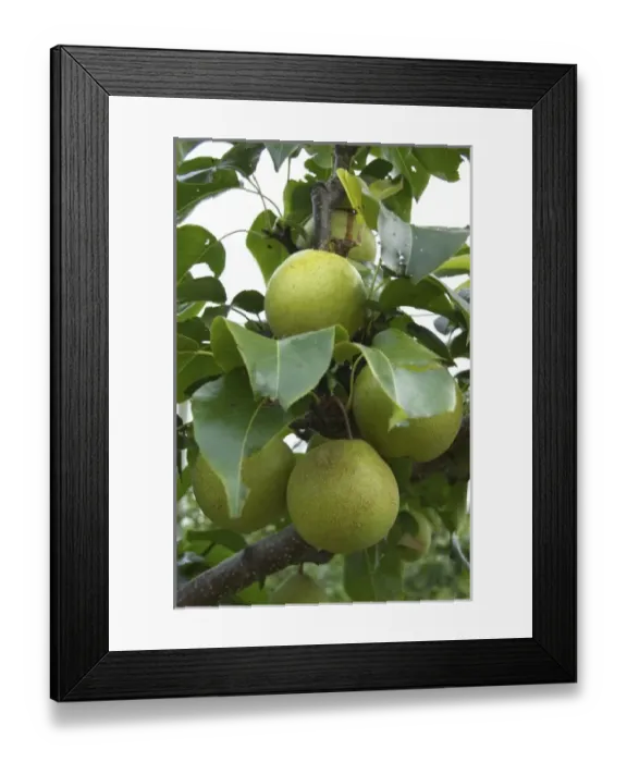 Framed Print : USA, North America, Massachusetts Framed Print : USA, North America, Massachusetts