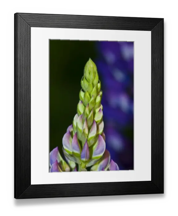 Framed Print : Lupin Framed Print : Lupin