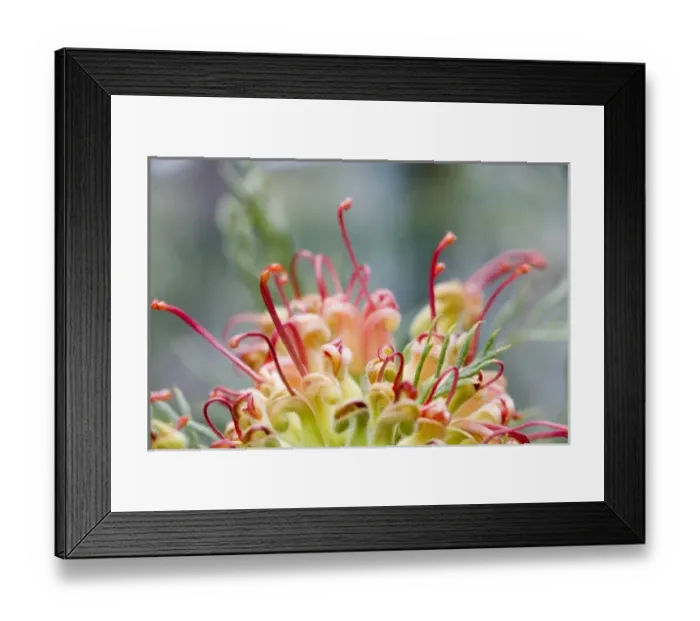 Framed Print : USA, North America, Georgia