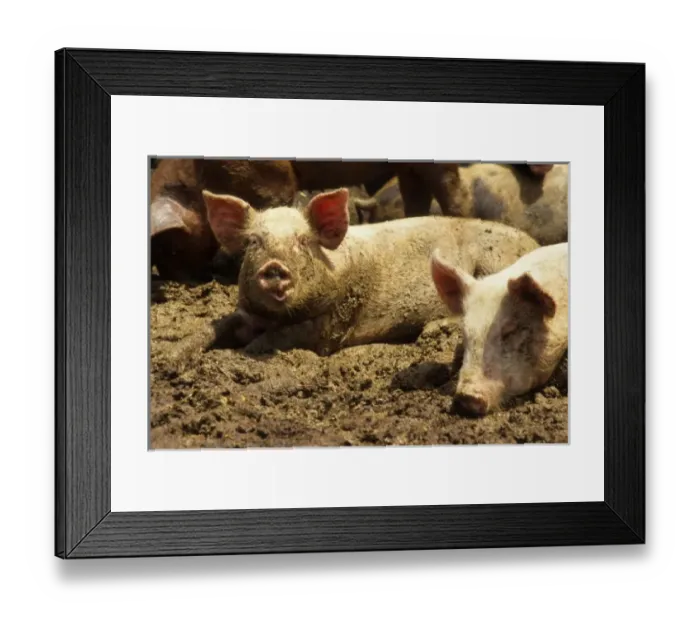 Framed Print : USA, North America, Missouri Framed Print : USA, North America, Missouri