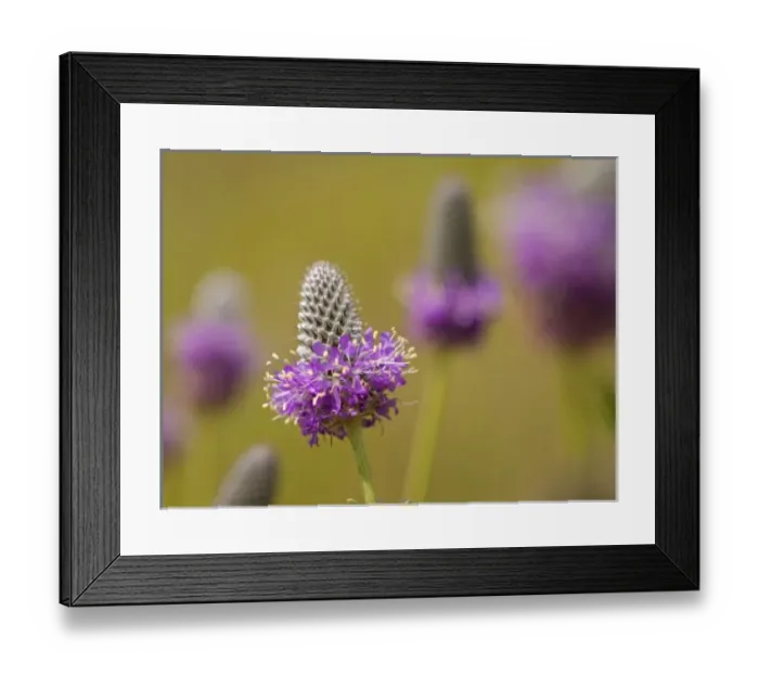 Framed Print : USA, North America, Minnesota Framed Print : USA, North America, Minnesota