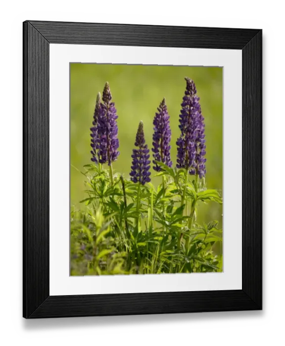 Framed Print : USA, North America, Minnesota Framed Print : USA, North America, Minnesota
