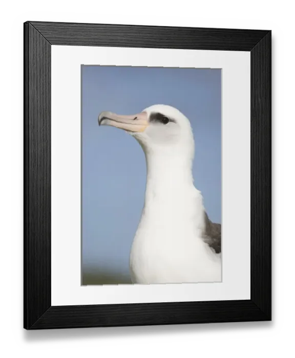 Framed Print : North America, Northwestern Hawaiian Islands, Midway Atoll. Laysan Albatross Portrait Framed Print : North America, Northwestern Hawaiian Islands, Midway Atoll. Laysan Albatross Portrait