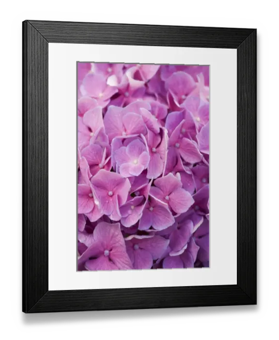 Framed Print : USA, Georgia, Savannah. Close up of hydrangea bloom