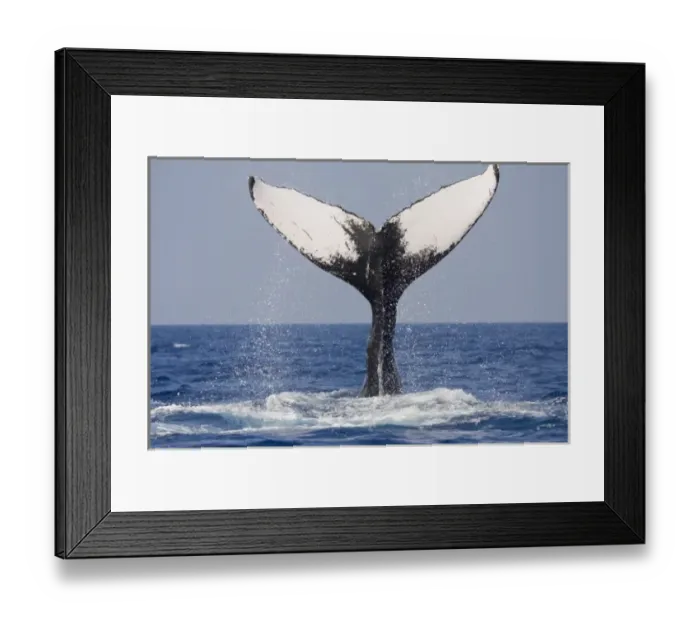 Framed Print : USA, Hawaii, Big Island, Humpback Whales (Megaptera novaengliae) slapping tail in Framed Print : USA, Hawaii, Big Island, Humpback Whales (Megaptera novaengliae) slapping tail in