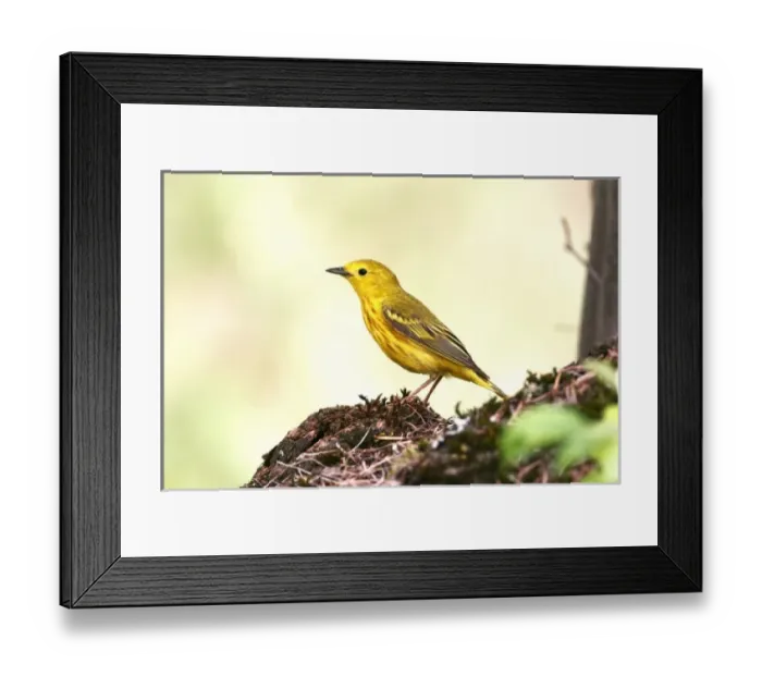 Framed Print : USA, North America, Montana Framed Print : USA, North America, Montana