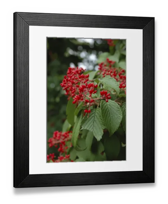 Framed Print : U. S. A. USA, Massachusetts, MA, Boylston, Tower Hill, Botanic, Garden, Doublefile Framed Print : U. S. A. USA, Massachusetts, MA, Boylston, Tower Hill, Botanic, Garden, Doublefile