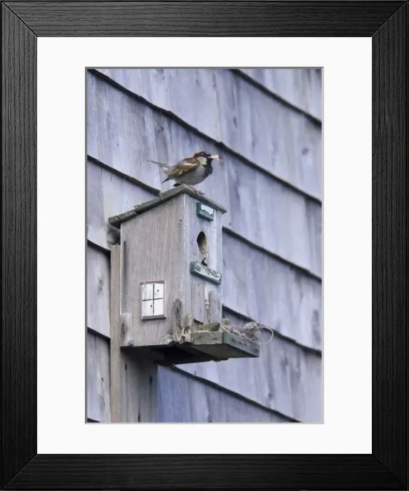 Framed Print : USA, New England, Maine, Ogunquit, birdhouse Framed Print : USA, New England, Maine, Ogunquit, birdhouse