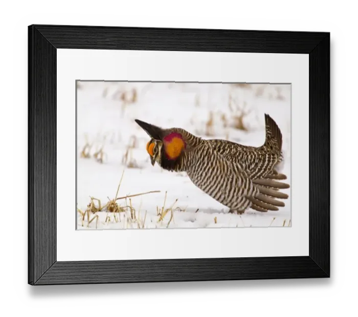 Framed Print : Male prairie chicken (Tympanuchus cupido) booming on lek in Loup County, Nebraska, USA Framed Print : Male prairie chicken (Tympanuchus cupido) booming on lek in Loup County, Nebraska, USA