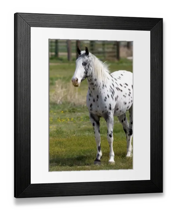 Framed Print : USA, North America, Idaho Framed Print : USA, North America, Idaho