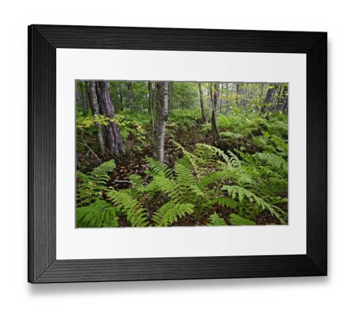 Framed Print : USA, North America, Maine Framed Print : USA, North America, Maine